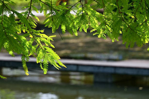 Sunlit bald cypress branches with green needles over water and stone bridge