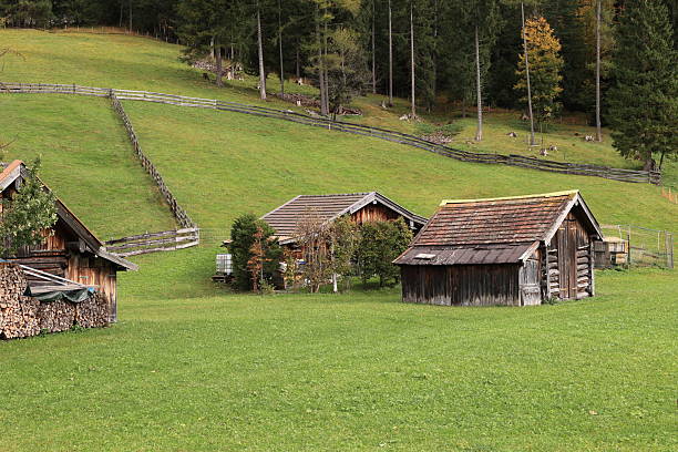 Cattle Pasture in Austrian Alps