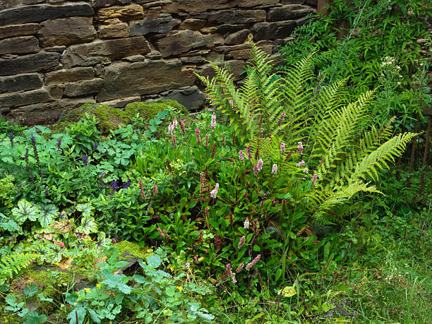 Vibrant garden scene with ferns, perennials, and leafy groundcover beside a weathered stone wall. Natural light brings out textures and greenery, creating a calm outdoor nature feel