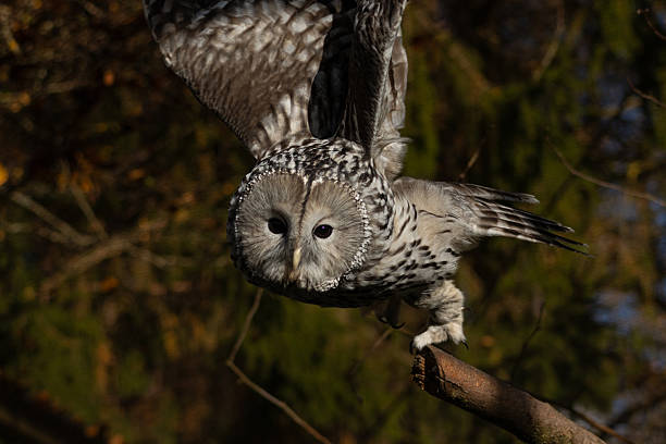 istock Autumn  scene with a ural owl. 2243547529