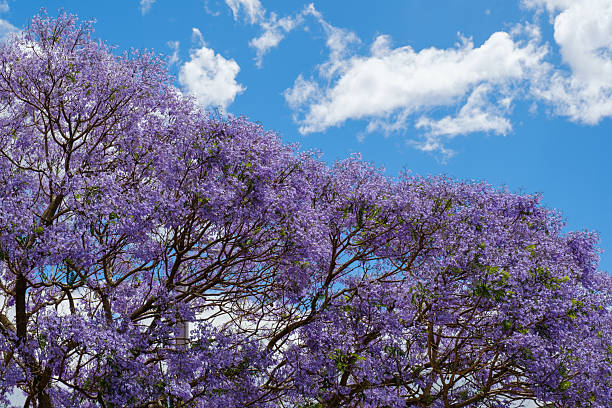 istock Purple leaves on a Jacaranda tree 2243549523