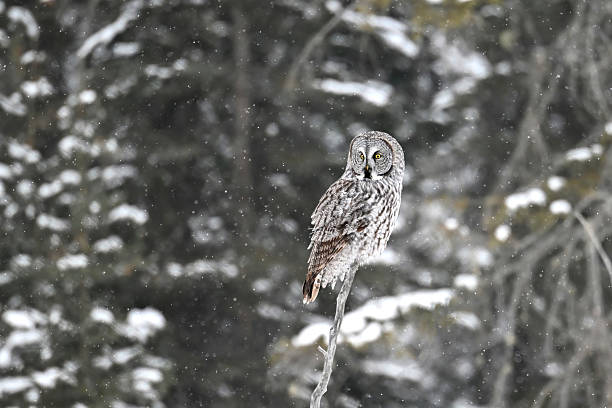istock Great Grey Owl camouflaged in the forest of Alberta during a snowfall, Canada 2243549751