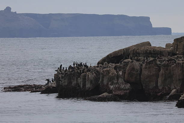 istock Cormorants and Cliffs of Moher 2243551106
