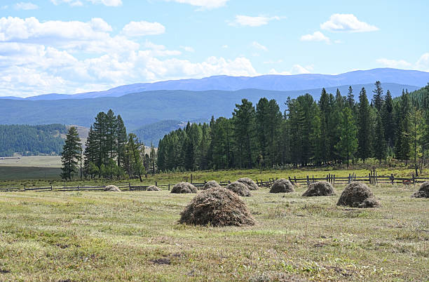 istock Green meadow with harvested haystacks in a mountainous area 2243551258