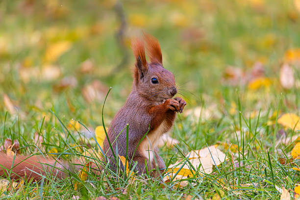 istock Squirrel in the Royal Baths Park, Warsaw, Poland 2243551434