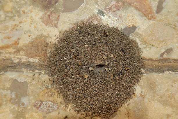istock Ant nest built on a hard tile surface with fine stones pushed out by tiny ants. Shows incredible strength and teamwork as they excavate solid ground. Ideal for science, nature, pest control projects. 2243554424