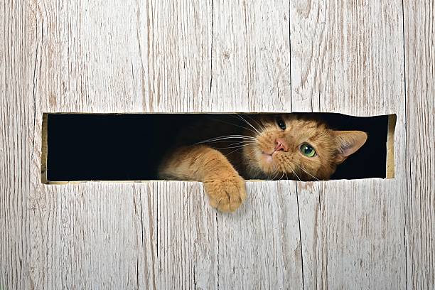 funny ginger cat looking curious out of a hole in a box. Horizontal image with copy space.