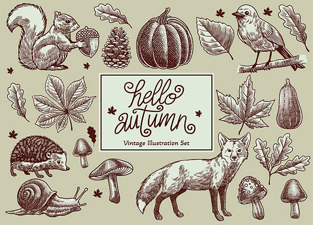 Vector Vintage Illustration Set of Autumn Elements
