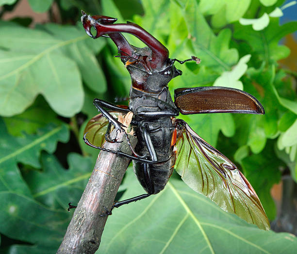 European stag beetle in forest, near BArcelona, Pyrenees forest with oak trees.