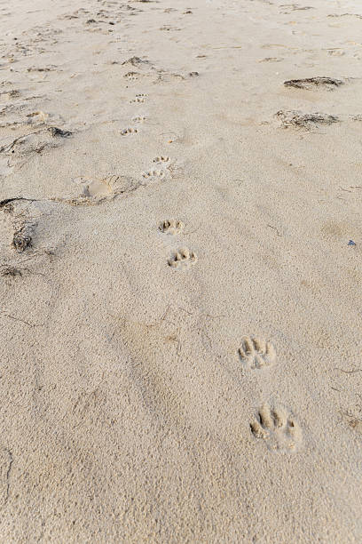 Closeup of sand pattern of a beach in the autumn