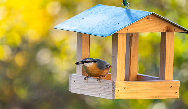istock Bird feeder shaped like a small house with a Eurasian nuthatch (Sitta europaea) eating sunflower seeds, set against a soft autumn-colored background. 2243557175