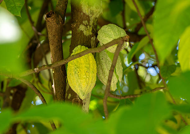 A close-up view of cacao pods growing directly from the trunk of a cacao tree in a tropical environment. The greenish-yellow pods stand out among lush leaves, symbolizing the natural source of chocolate. Ideal for themes related to agriculture, tropical farming, botany, and food production.
