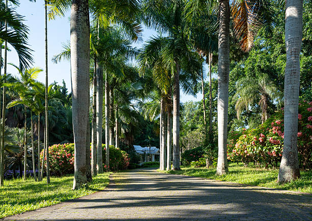 A scenic pathway lined with tall palm trees in a lush tropical garden. The sunlight filters through the leaves, casting soft shadows on the ground and creating a peaceful, inviting atmosphere. This image beautifully captures the elegance and tranquility of tropical landscapes, ideal for travel, nature, and resort-themed concepts.
