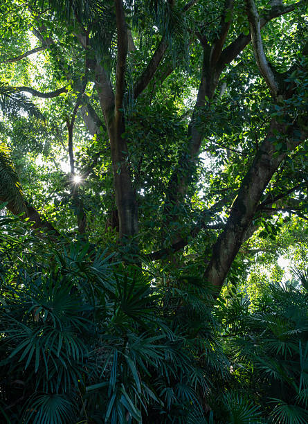 istock Majestic Banyan Tree in Tropical Garden 2243557568