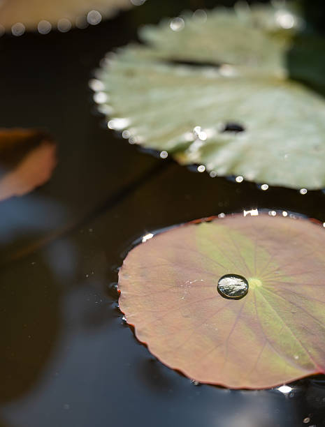 istock Water Droplet on Lotus Leaf Floating on Pond Surface 2243557623