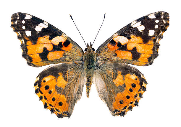istock painted lady butterfly isolated on white 2243557819