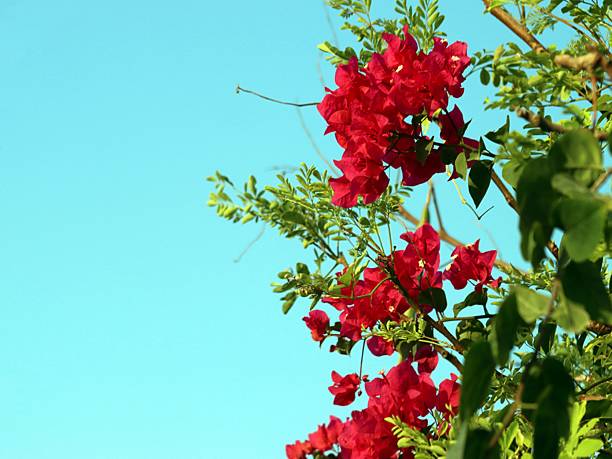 A red paper flower rests gracefully on a slender tree branch, gently swaying in the breeze. Bathed in soft light, its delicate form casts subtle shadows that evoke a sense of calm and quiet beauty.