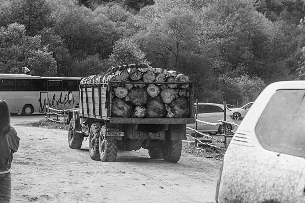 A heavy-duty truck loaded with freshly cut logs drives along a dirt road in Dzama Valley. The monochrome frame emphasizes the textures of mud, timber, and machinery, capturing a raw view of the region’s rural industry amid the surrounding forest landscape. Photographed on October 19, 2025.