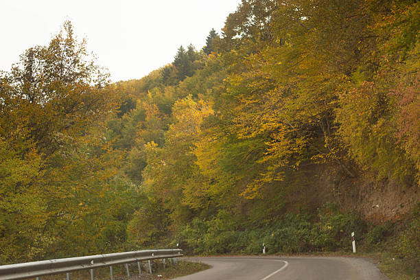 A winding mountain road bends through the dense autumn foliage of the Dzama Valley. The trees display a rich palette of yellows, greens, and warm brown tones, forming a vivid canopy over the narrow roadside. The guardrail follows the curve of the road as it descends deeper into the valley’s forested landscape.