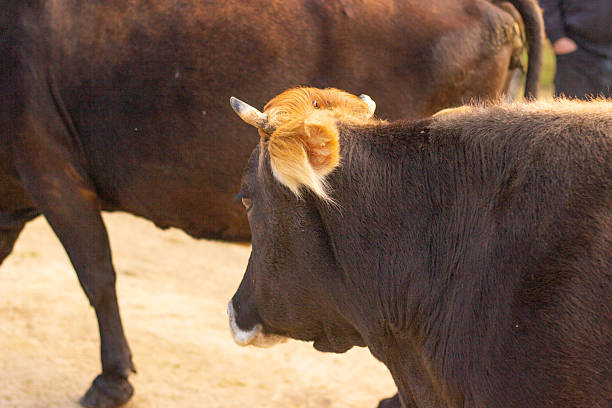 A close-up view of cows walking along a rural path in Dzama Valley, Georgia, photographed on October 19, 2025. The image highlights the natural textures and colors of the animals in warm afternoon light, capturing a typical pastoral scene of the region.
