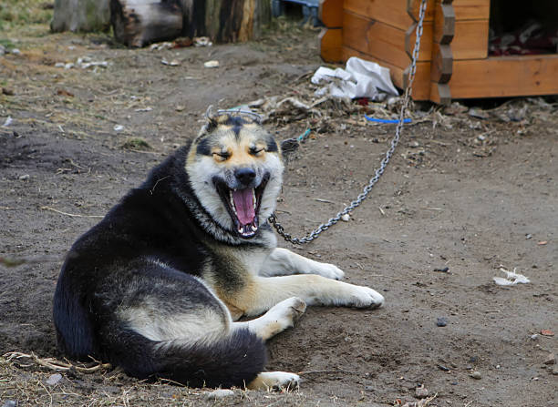 A dog is lying on the ground, yawning and enjoying the warm weather in a backyard setting.