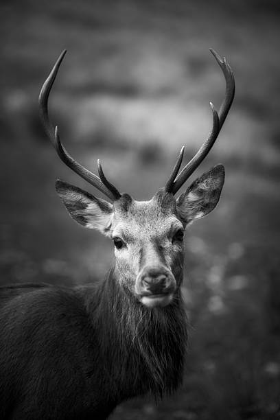 istock Red Deer Stag Portrait 2243560566