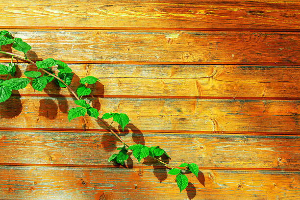 A green grapevine with fresh leaves grows along a wooden wall in bright sunlight. A natural backdrop with wood texture, warm tones, and shadows. A rustic summer mood and an eco-friendly design concept.