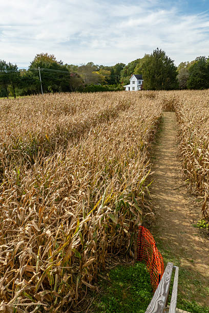 Prince Frederick, Maryland USA  A corn maze in a corn field during Halloween.