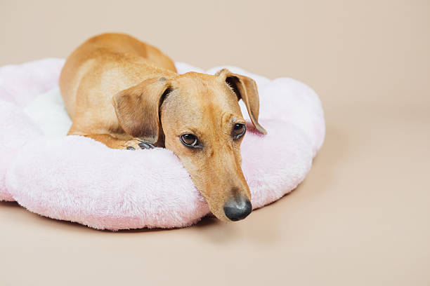 istock Brown dog resting on a soft pink pet bed on a neutral backdrop. 2243561640