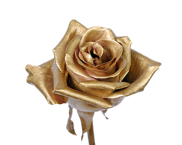 istock golden rose isolated on white background 2243561794