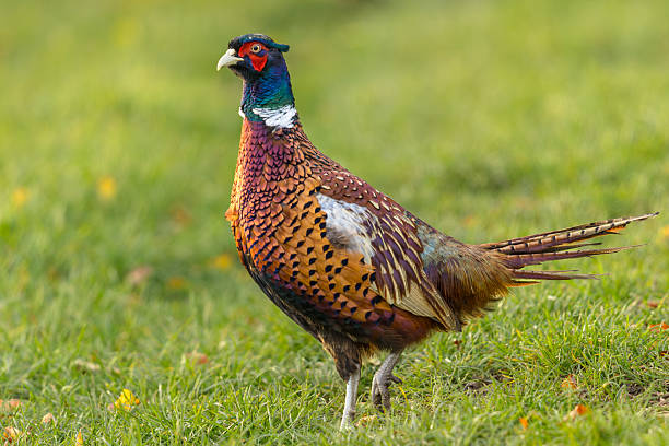 istock Pheasant, Scientific name: Phasianus Colchicus.  Colourful Ring-necked male Pheasant strutting through a green grass field in Autumn, facing left. 2243561809