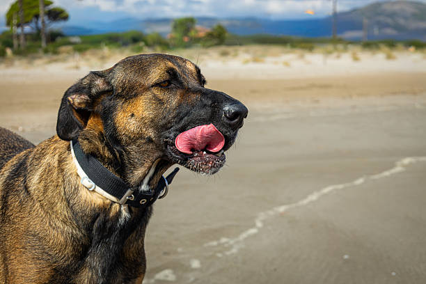 Close-up of a large dog on the beach on a cloudy day