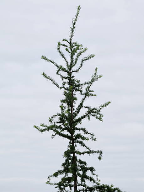 istock Japanese Larch Larix kaempferi Single Tree Conifer Forest Close-Up 2243562648