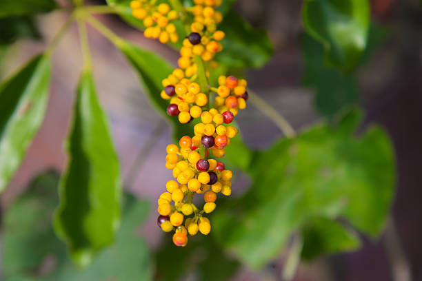 istock Macro view of a Schefflera arboricola 2243564462
