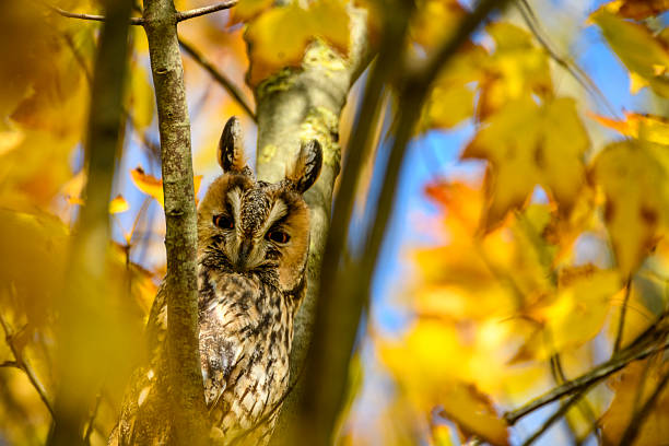 Long-eared owl (Asio otus) sitting high up in a tree with yellow colored leafs during a fall day.
