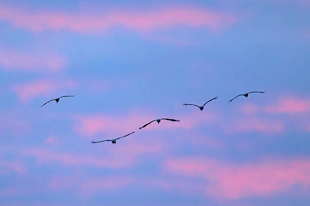 istock Crane birds flying in a sunset during autumn migration 2243564756