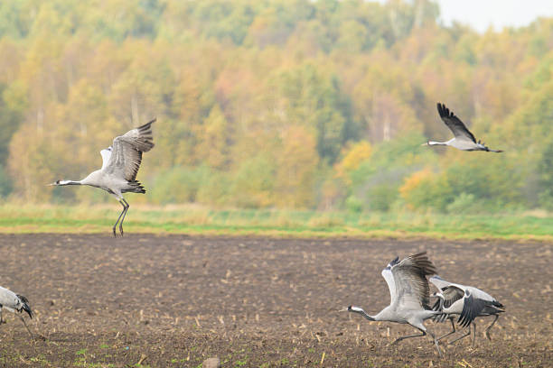 Common Cranes or Eurasian Cranes (Grus Grus) feeding and resting in a field near Diepholz in Germany during the autumn migration. Each autumn, thousands of cranes gather around Diepholz, Germany, during their migration from northern Europe to southern wintering grounds. They rest and feed in the region’s wetlands and fields, creating a spectacular natural display. Their calls echo across the landscape as they prepare for the long journey south.