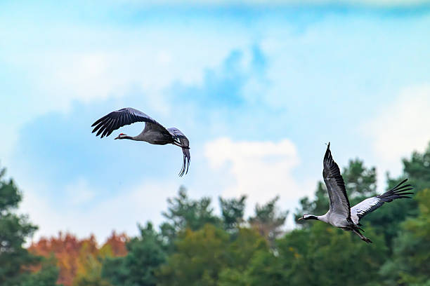 Common Cranes or Eurasian Cranes (Grus Grus) feeding and resting in a field near Diepholz in Germany during the autumn migration. Each autumn, thousands of cranes gather around Diepholz, Germany, during their migration from northern Europe to southern wintering grounds. They rest and feed in the region’s wetlands and fields, creating a spectacular natural display. Their calls echo across the landscape as they prepare for the long journey south.