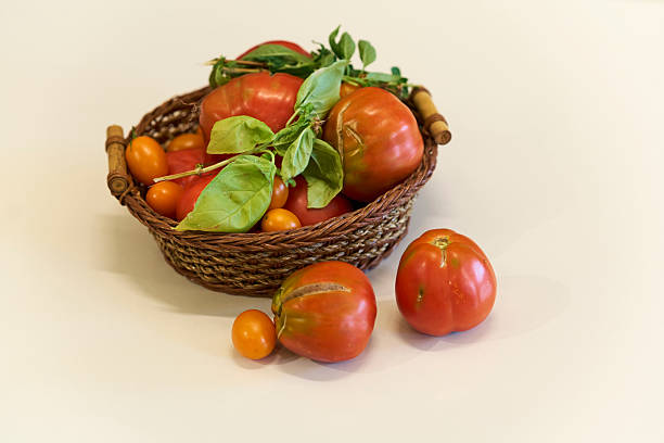 A wicker basket filled with ripe tomatoes and fresh basil on a light background, showcasing fresh produce.