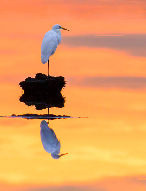 Great egret (Ardea alba), also known as the common egret, large egret or (in the Old World) great white heron in a sunset over a lake. The eagret is overlooking the calm vibrant colored water and is reflected in the water surface in the foreground.