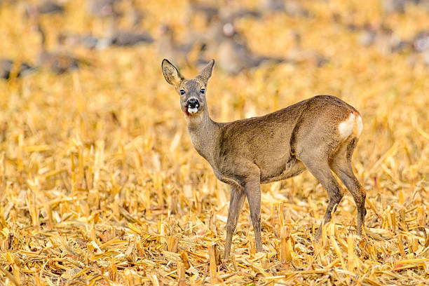 Roe deer male on the magical green grassland, european wildlife, wild animal in the nature habitat, deer rut in czech republic.