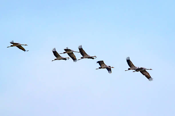 istock Crane birds flying in the air during autumn migration 2243566033