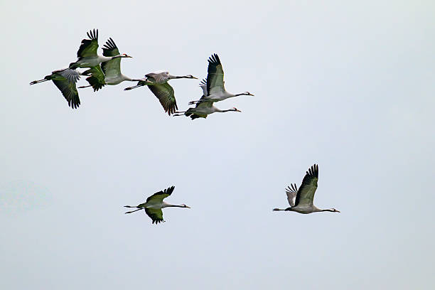 istock Crane birds resting and feeding in a field during autumn migration 2243566044