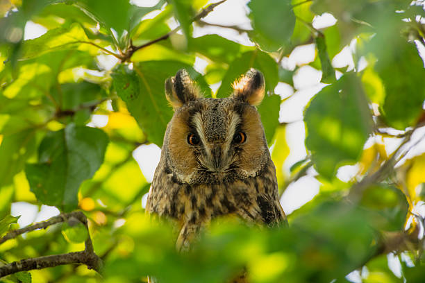 Long-eared owl (Asio otus) sitting high up in an apple tree with green colored leafs during a fall day.