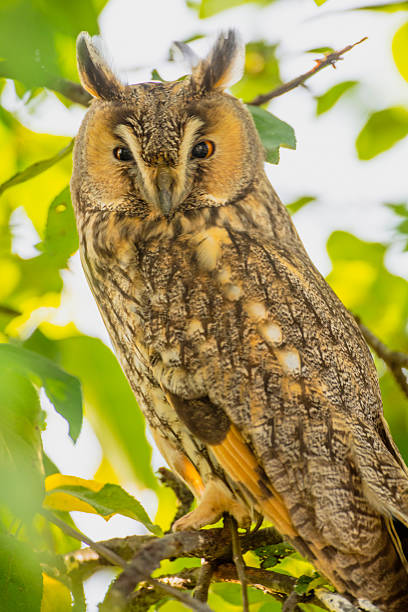 istock Long-eared owl (Asio otus) sitting high up in an apple tree with green colored leafs during a fall day. 2243566187