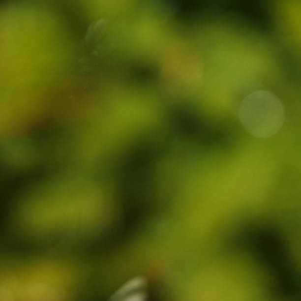 istock A blurred background of green foliage with soft bokeh effects 2243567614