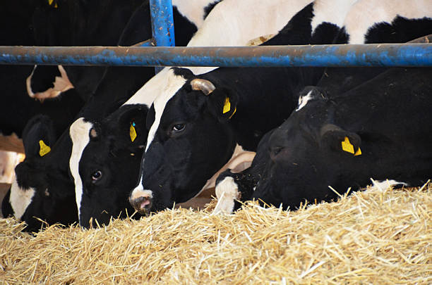 istock Black and white dairy cows eating hay on a farm. 2243568626