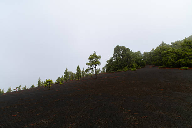 A desolate volcanic landscape on Tenerife, Canary Islands, features dark soil and scattered Canary pine trees under an overcast sky. The scene conveys a quiet and serene atmosphere.