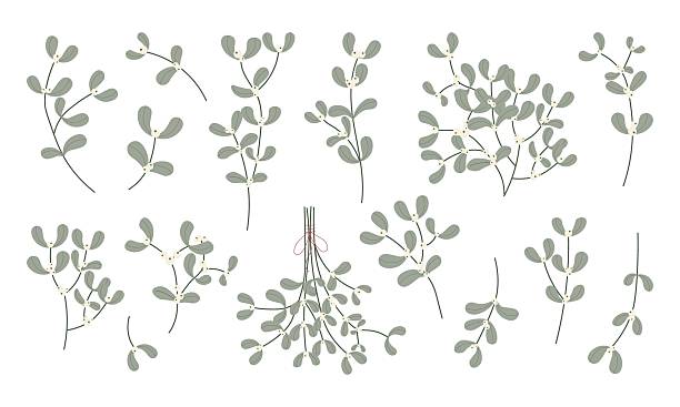 istock Minimal mistletoe branches and berries in soft green. Botanical winter clipart for Christmas, seasonal cards, decor, branding, invitations and holiday design projects 2243574127