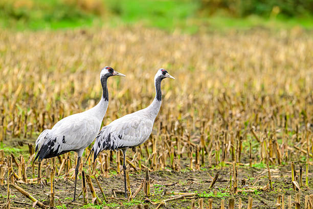 Common Cranes or Eurasian Cranes (Grus Grus) feeding and resting in a field near Diepholz in Germany during the autumn migration. Each autumn, thousands of cranes gather around Diepholz, Germany, during their migration from northern Europe to southern wintering grounds. They rest and feed in the region’s wetlands and fields, creating a spectacular natural display. Their calls echo across the landscape as they prepare for the long journey south.
